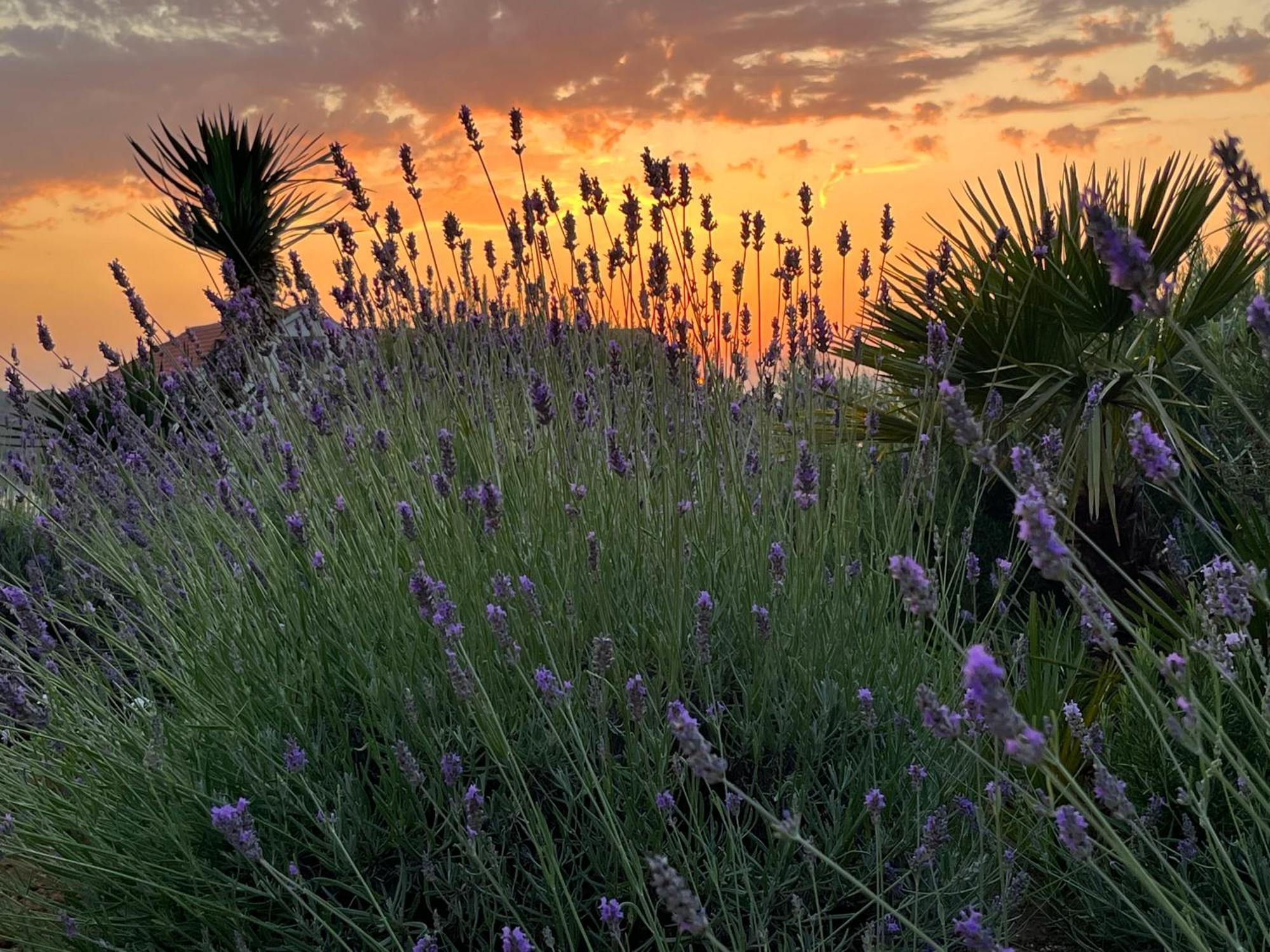 Villa Authentica Lopud, Dubrovnik Exteriör bild