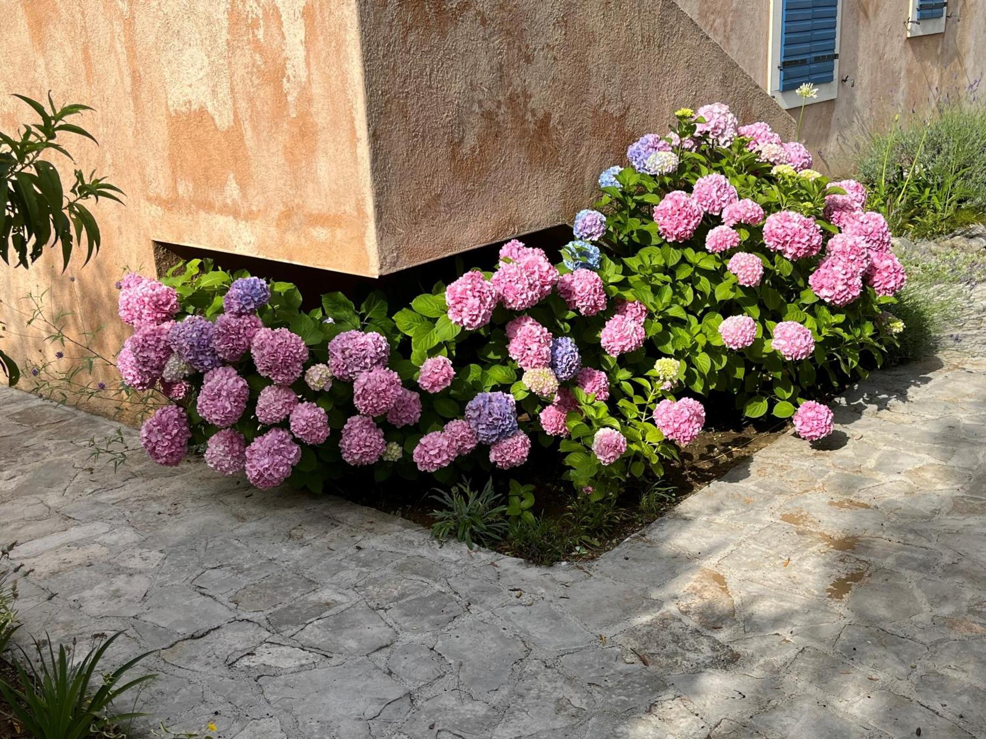 Villa Authentica Lopud, Dubrovnik Exteriör bild