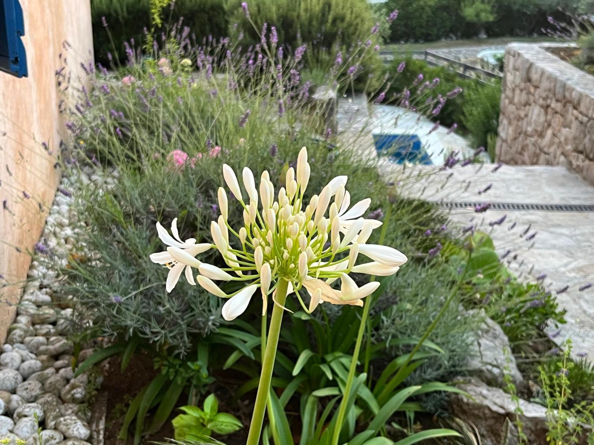 Villa Authentica Lopud, Dubrovnik Exteriör bild